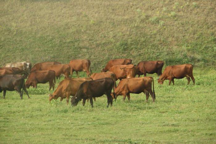 Red steppe breed of cows: characteristics, photos, breeding features