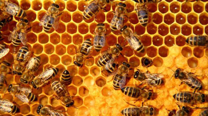 apiary beekeeping for beginners