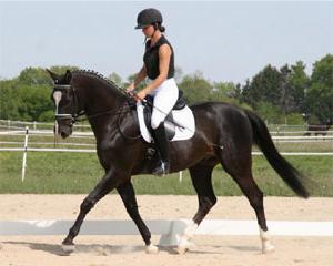 Trakehner breed of horses: history and description