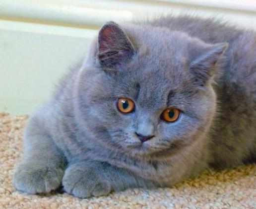 A royal breed of cats. British - cute plush cats