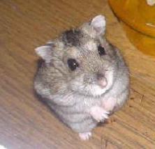 Funny and cute jungariki. How many live these hamsters?