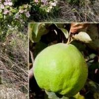 Quince is ordinary, or Wonderful golden apple