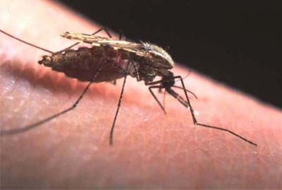 what is the treatment for mosquito sites?