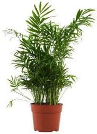 How to care for a palm tree at home. Useful recommendations