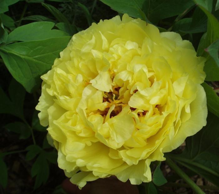 Peony finelygreen - care and reproduction