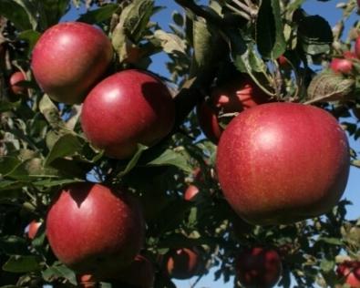 Planting apple trees in autumn: tips for gardeners