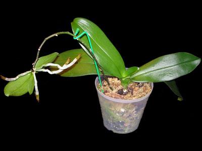 Tell you how to plant an orchid at home. Division of rhizomes, cuttings and rooting of airborne children