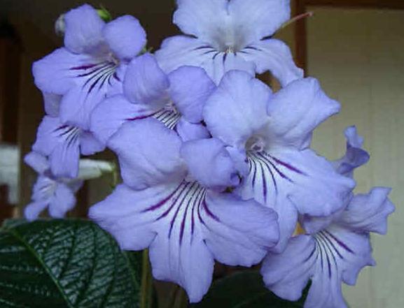 streptocarpus flowers
