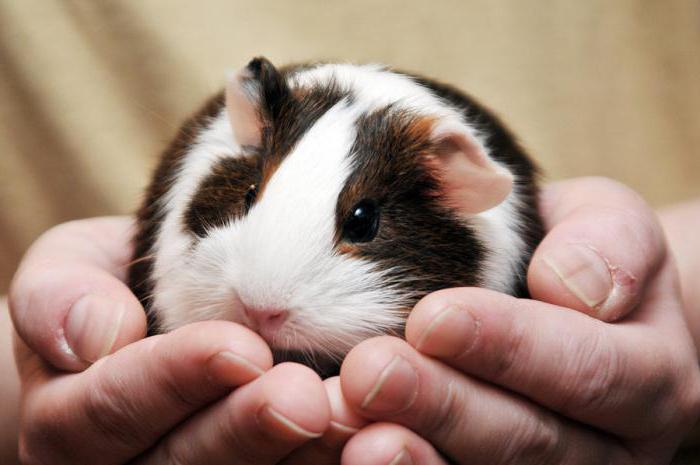 Why does a guinea pig dream? The answer to this question can be found in the dream book