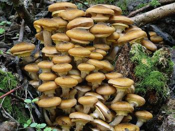 Why dream of gathering mushrooms in the forest? What do the dream books say?