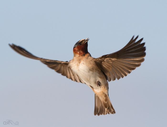 Signs: the swallow flew into the window - what does this mean?