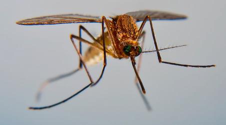 Dream Interpretation: What a mosquito dreams about