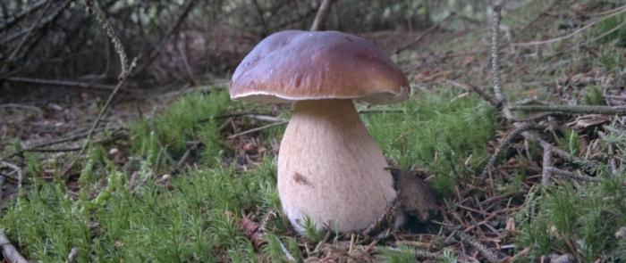 what mushrooms are