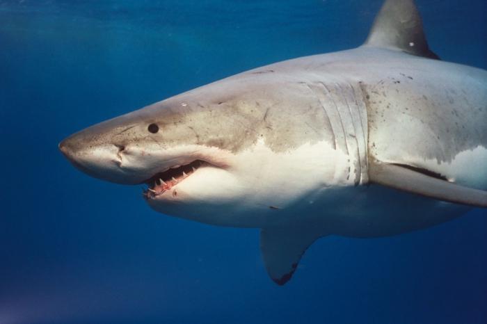 Great white shark - the thunderstorm of the oceans