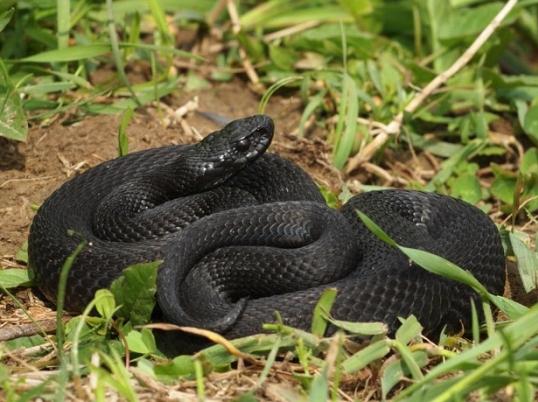 Black viper: differences, features and habitat