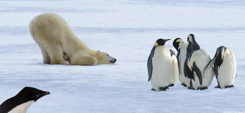 Bear and penguin. Why does a polar bear not eat penguins?