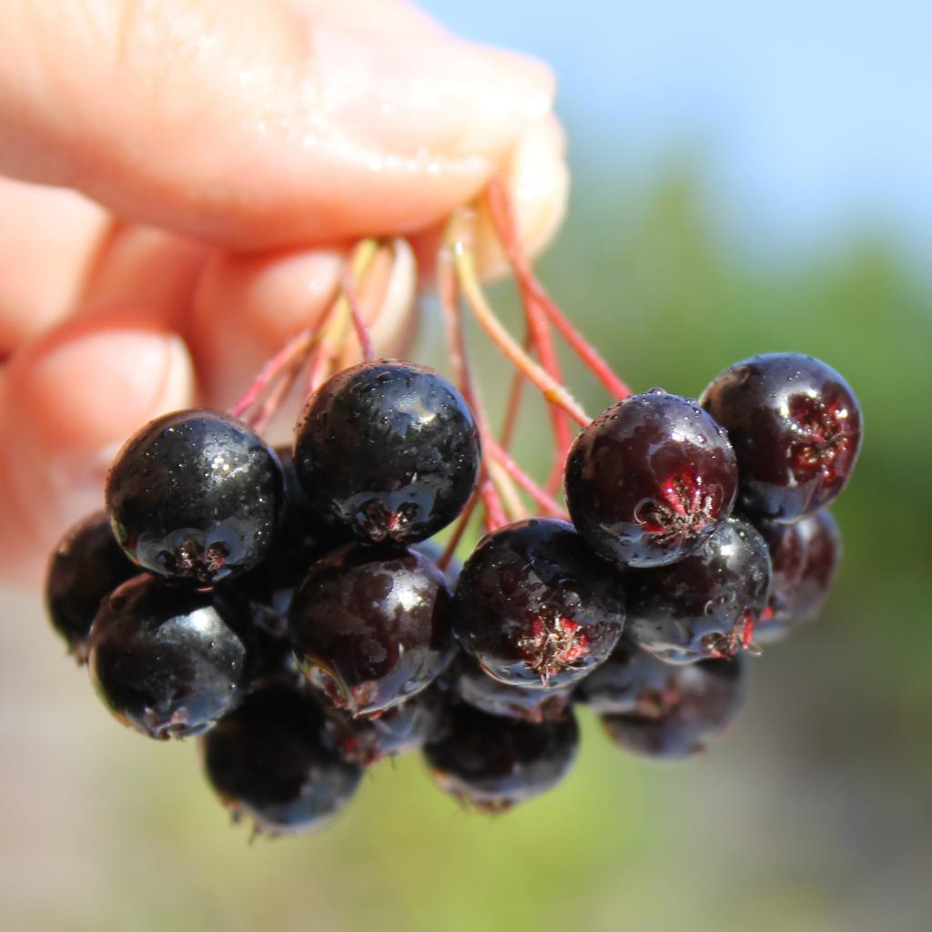 berries of chokeberry