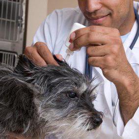 Which drops for canine ears are used for otitis and other diseases
