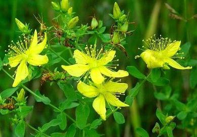 Therapeutic properties of St. John's wort and its use in folk medicine