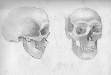 The structure of the human skull. It is thought out by the nature ...